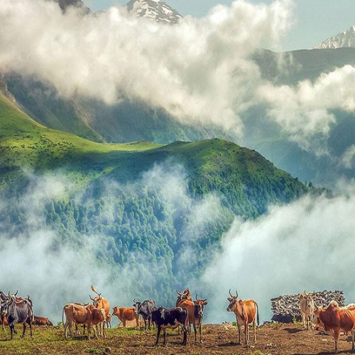 الحياة البرية في إيران تالش